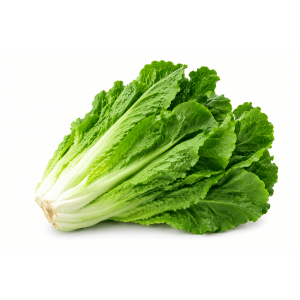 Xà lách Romaine xanh